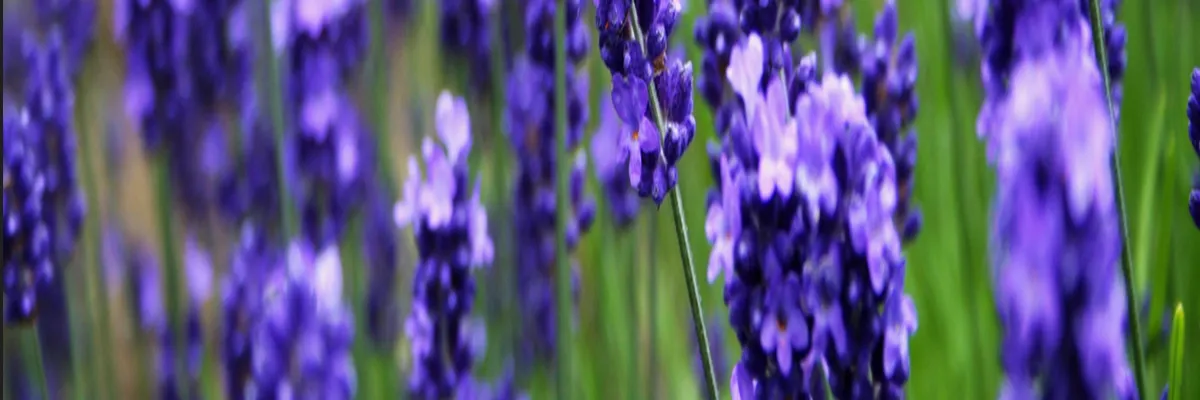 Image Entreprise borne de recharge Grasse